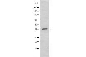 Western blot analysis of extracts from HepG2 cells, using DNAJB4 antibody. (DNAJB4 Antikörper  (Internal Region))