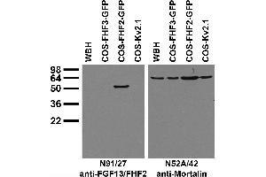Transfected cell immunoblot: extracts of whole rat brain homogenate (WBH) and COS cells transfected with GFP-tagged FGF11/FHF3 and FGF13/FHF2 and untagged Kv2.