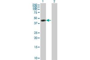 Western Blot analysis of ART3 expression in transfected 293T cell line by ART3 MaxPab polyclonal antibody.