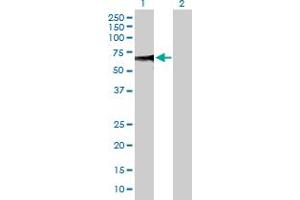 Western Blot analysis of ZSCAN20 expression in transfected 293T cell line by ZSCAN20 MaxPab polyclonal antibody. (ZSCAN20 Antikörper  (AA 1-433))