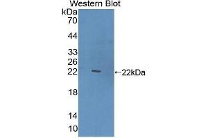 Western Blotting (WB) image for anti-C-Type Lectin Domain Family 10, Member A (CLEC10A) (AA 71-239) antibody (ABIN1858417)