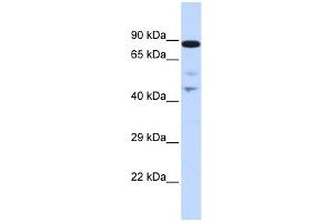 WB Suggested Anti-RAD54L Antibody Titration:  0. (RAD54L Antikörper  (N-Term))
