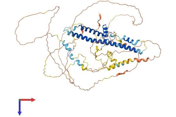 CREBRF Protein (AA 1-640) (His tag)