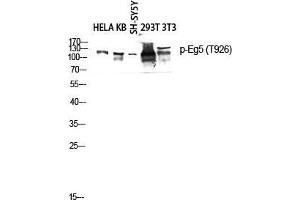 Western Blot (WB) analysis of HeLa KB SH-SY5Y 293T 3T3 lysis using Phospho-Eg5 (T926) antibody. (KIF11 Antikörper  (pThr926))
