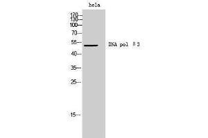 Western Blotting (WB) image for anti-DNA polymerase delta catalytic subunit (POL3) (C-Term) antibody (ABIN3174783) (DNA polymerase delta catalytic subunit (POL3) (C-Term) Antikörper)