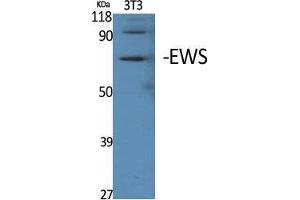 Western Blot (WB) analysis of specific cells using EWS Polyclonal Antibody. (EWSR1 Antikörper  (Internal Region))