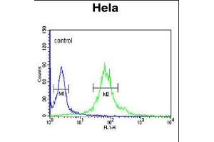 Flow cytometric analysis of Hela cells (right histogram) compared to a negative control cell (left histogram). (Importin 11 Antikörper  (N-Term))