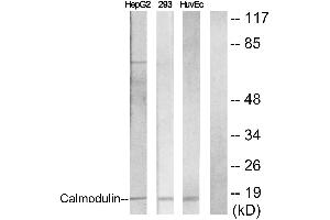 Immunohistochemistry analysis of paraffin-embedded human brain tissue using Calmodulin (Ab-79/81) antibody. (Calmodulin 1 Antikörper  (Ser81, Thr79))
