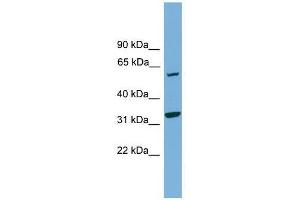 XPNPEP3 antibody used at 0.