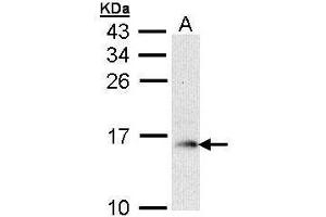 WB Image Sample (30 ug of whole cell lysate) A: Raji 15% SDS PAGE antibody diluted at 1:1000 (GMFB Antikörper)