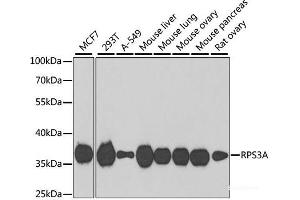RPS3A Antikörper