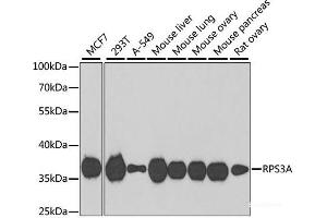 Western blot analysis of extracts of various cell lines using RPS3A Polyclonal Antibody at dilution of 1:1000. (RPS3A Antikörper)