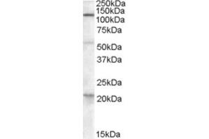 Western Blotting (WB) image for anti-Diacylglycerol Lipase, alpha (DAGLA) (C-Term) antibody (ABIN2466676) (DAGLA Antikörper  (C-Term))