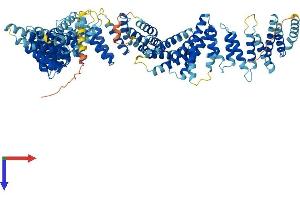 TEX11 Protein (AA 1-940) (His tag)