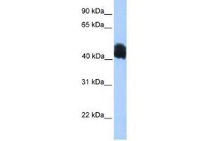 MDFIC antibody used at 0. (MDFIC Antikörper  (N-Term))