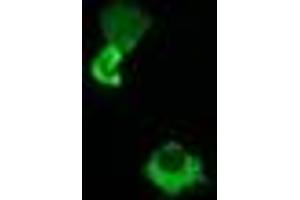 Image no. 2 for anti-Host Cell Factor C2 (HCFC2) antibody (ABIN1498603) (HCFC2 Antikörper)
