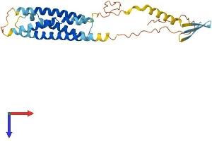 MS4A12 Protein (AA 1-267) (His tag)