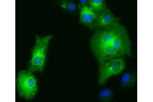 Image no. 2 for anti-Golgi Reassembly Stacking Protein 1, 65kDa (GORASP1) antibody (ABIN1498489) (GORASP1 Antikörper)