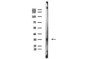 anti-MAS-Related GPR, Member X3 (MRGPRX3) (Internal Region) antibody