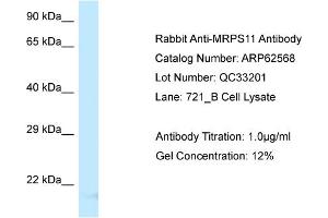 Western Blotting (WB) image for anti-Mitochondrial Ribosomal Protein S11 (MRPS11) (Middle Region) antibody (ABIN2789181)
