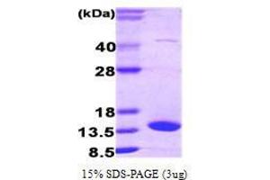 Figure annotation denotes ug of protein loaded and % gel used. (FABP7 Protein (AA 1-132))