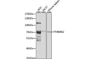 Western blot analysis of extracts of various cell lines, using THEMIS2 antibody (ABIN7266369) at 1:1000 dilution. (C1orf38 Antikörper  (AA 1-260))