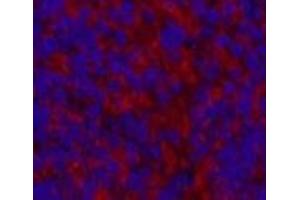 Immunofluorescence analysis of Mouse spleen tissue using MAP1LC3A Monoclonal Antibody at dilution of 1:200. (MAP1LC3A Antikörper)