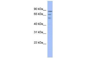 C1orf25 antibody used at 0. (TRMT1L Antikörper  (Middle Region))