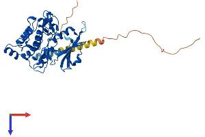 DAPK2 Protein (AA 1-370) (His tag)