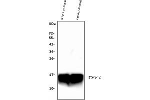 Western blot analysis of Tff1 using anti-Tff1 antibody (ABIN5518960).