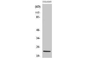 Western Blotting (WB) image for anti-NADH Dehydrogenase (Ubiquinone) 1 beta Subcomplex, 10, 22kDa (NDUFB10) (Internal Region) antibody (ABIN3185798)
