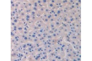 IHC-P analysis of Mouse Tissue, with DAB staining. (GDF6 Antikörper  (AA 339-454))