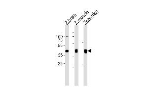 Western blot analysis of lysates from zebra fish brain, zebra fish muscle, Zebrafish tissue lysate (from left to right), using (DANRE) mylipb Antibody (C-term) Azb18718c. (MYLIP Antikörper  (C-Term))