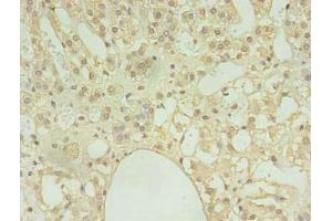 Immunohistochemistry of paraffin-embedded human adrenal gland tissue using ABIN7148009 at dilution of 1:100 (COPB1 Antikörper  (AA 2-200))