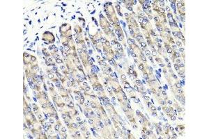 Immunohistochemistry of paraffin-embedded Mouse stomach using MAPKBP1 Polyclonal Antibody at dilution of 1:100 (40x lens). (MAPKBP1 Antikörper)