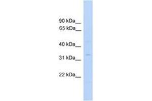 Image no. 1 for anti-Mitochondrial Methionyl-tRNA Formyltransferase (MTFMT) (C-Term) antibody (ABIN6745555) (MTFMT Antikörper  (C-Term))