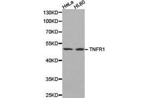 Western Blotting (WB) image for anti-Tumor Necrosis Factor Receptor Superfamily, Member 1A (TNFRSF1A) antibody (ABIN1875132) (TNFRSF1A Antikörper)