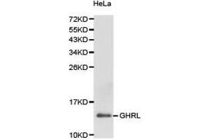 Western Blotting (WB) image for anti-Ghrelin (GHRL) antibody (ABIN1872813) (Ghrelin Antikörper)