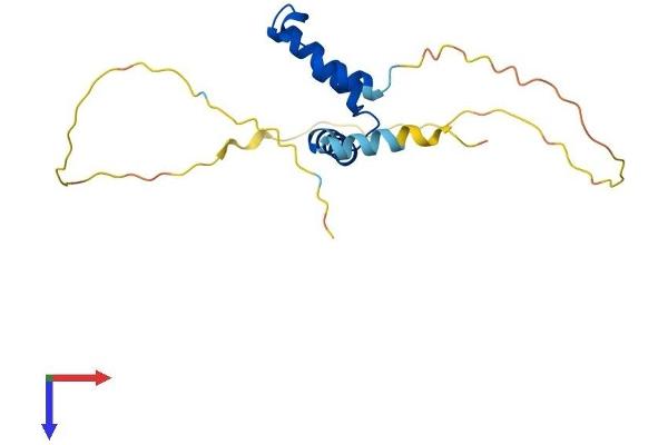 SCAND1 Protein (AA 1-179) (His tag)