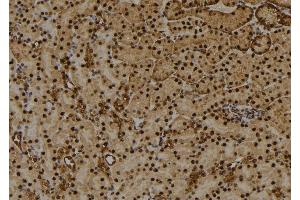 ABIN6256486 and ABIN6274031 at 1/100 staining Mouse kidney tissue by IHC-P. (HIST1H1E Antikörper  (pThr18))