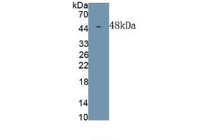 Detection of Recombinant DPEP1, Human using Monoclonal Antibody to Dipeptidase 1, Renal (DPEP1) (DPEP1 Antikörper  (AA 17-411))