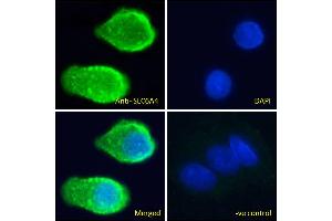 ABIN940565 Immunofluorescence analysis of paraformaldehyde fixed HepG2 cells, permeabilized with 0. (SLC6A4 Antikörper  (AA 605-618))