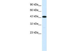 WB Suggested Anti-C19ORF6 Antibody Titration:  1. (Membralin Antikörper  (Middle Region))