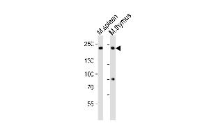 Western blot analysis of lysates from mouse spleen, mouse thymus tissue lysate (from left to right), using Zcchc11 Antibody (C-term) (ABIN6242704 and ABIN6577657). (ZCCHC11 Antikörper  (C-Term))