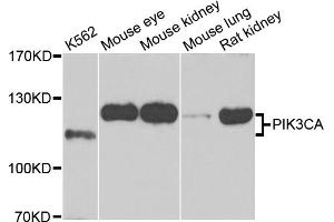 Western blot analysis of extracts of various cell lines, using PIK3CA antibody (ABIN5970095) at 1/1000 dilution. (PIK3CA Antikörper)