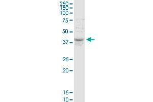 TMEM49 MaxPab polyclonal antibody. (VMP1 Antikörper  (AA 1-406))