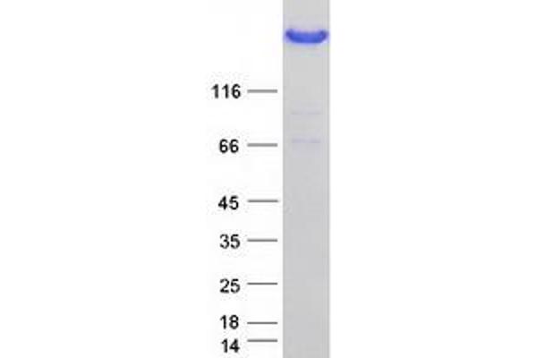 Filamin A Protein (Transcript Variant 1) (Myc-DYKDDDDK Tag)