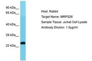 Image no. 1 for anti-Mitochondrial Ribosomal Protein S26 (MRPS26) (AA 105-154) antibody (ABIN6750658) (MRPS26 Antikörper  (AA 105-154))