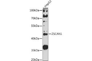 Western blot analysis of extracts of HepG2 cells, using ZSC antibody (ABIN7271441) at 1:1000 dilution. (ZSCAN1 Antikörper  (AA 300-400))