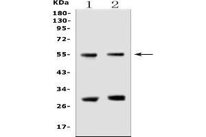 anti-Erythropoietin Receptor (EPOR) (AA 32-225) antibody